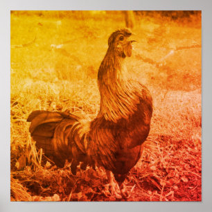 Rooster Crowing Vintage Sepia Farm Animal Poster