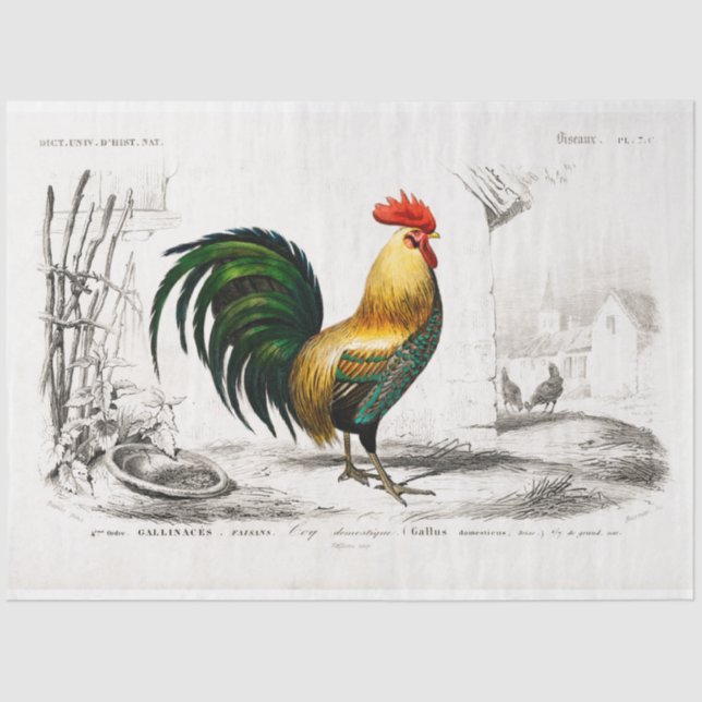 Rooster Ephemera Decoupage Vintage Farm Chicken Tissue Paper (Front)