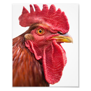 Rooster Face Photo Print