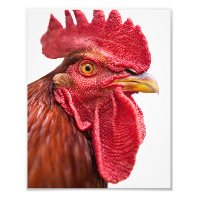 Rooster Face Photo Print (Front)