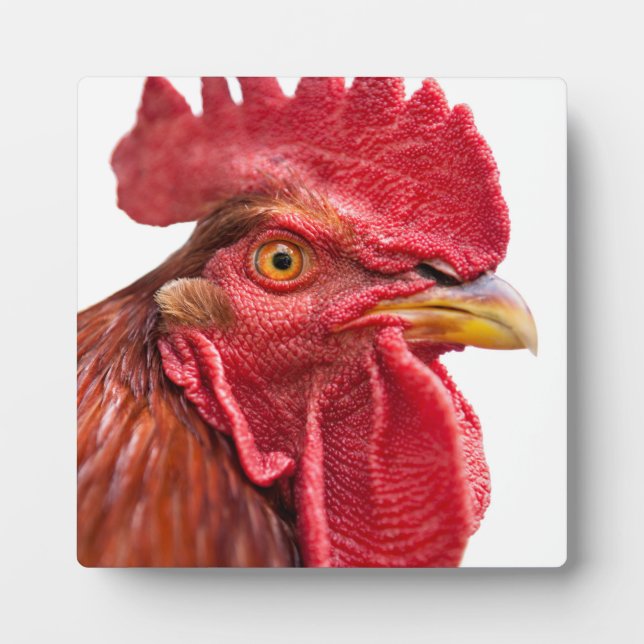 Rooster Face Plaque (Front)