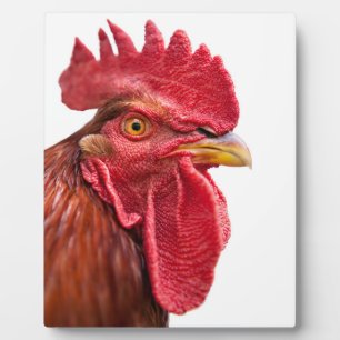 Rooster Face Plaque
