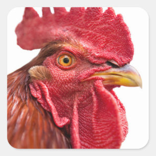 Rooster Face Square Sticker