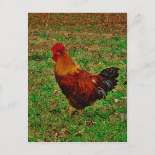 Rooster Facing Left Postcard