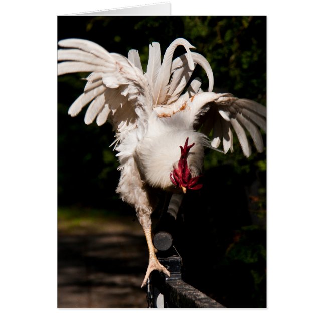Rooster flapping wings (Front)