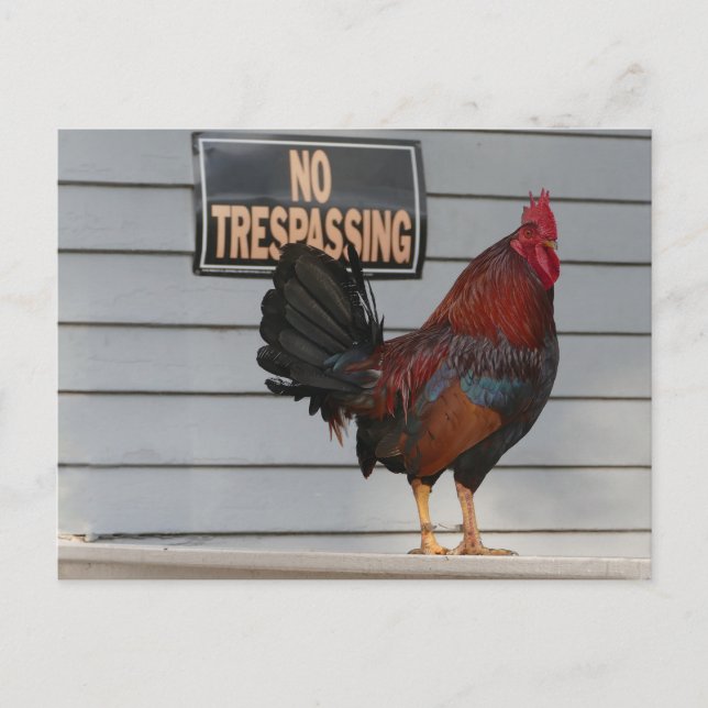 Rooster Guarding a Key West Porch Poster Postcard (Front)