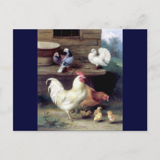 Rooster Hen Chicken Doves Postcard