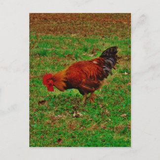 Rooster in the Grass Postcard
