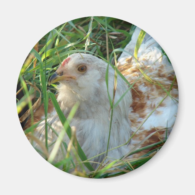 Rooster in the Hay Meadow Magnet (Front)
