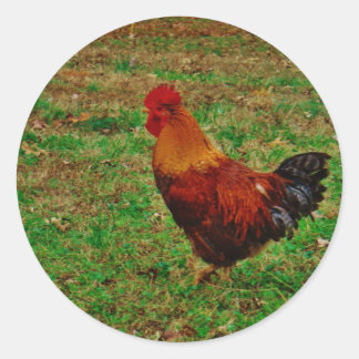 Rooster in the Yard Classic Round Sticker