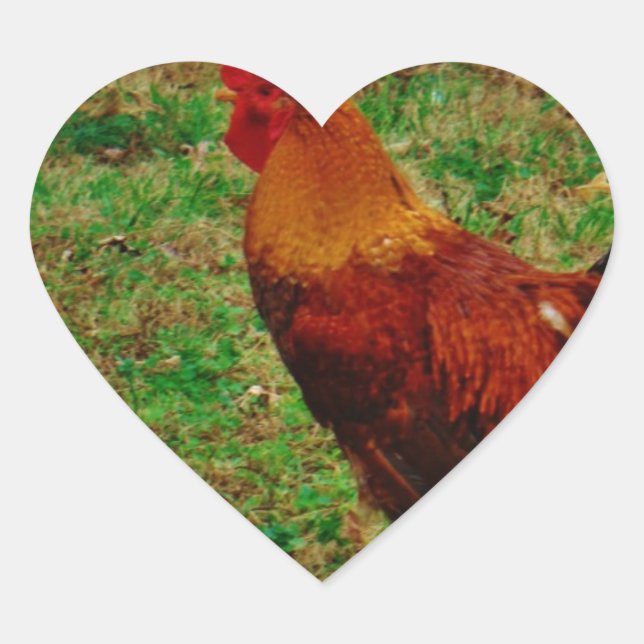 Rooster in the Yard Heart Sticker (Front)