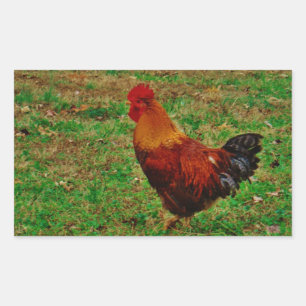 Rooster in the Yard Rectangular Sticker
