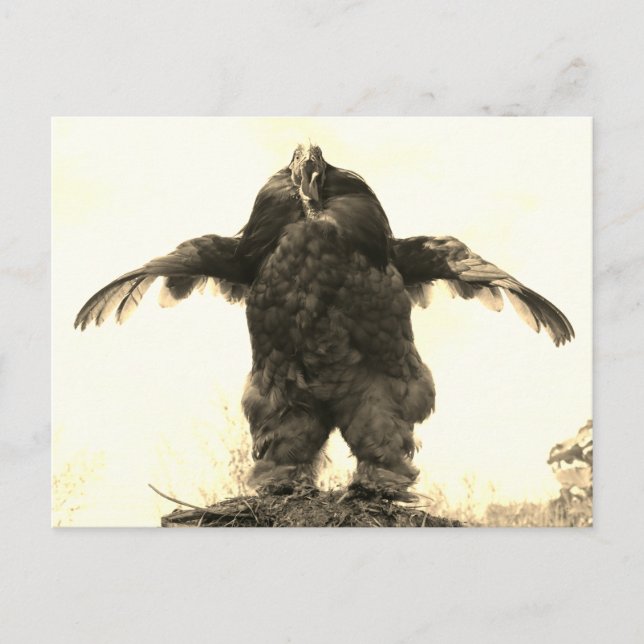 Rooster Man - Postcard (Front)