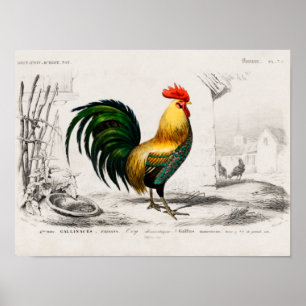 Rooster on farm poster