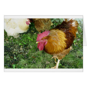 Rooster on the Prowl
