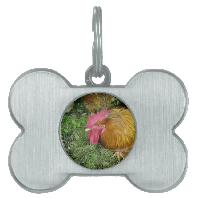 Rooster on the Prowl Pet ID Tag (Front)