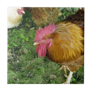 Rooster on the Prowl Tile
