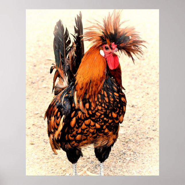 Rooster Photo 136 Poster (Front)