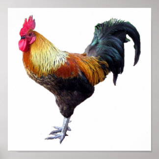 Rooster Plain Poster