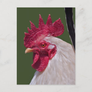Rooster Postcard