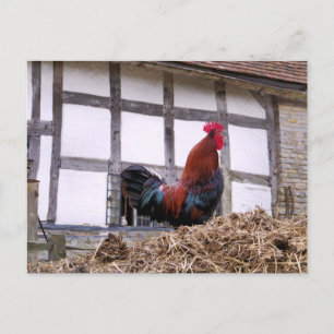 ROOSTER POSTCARD