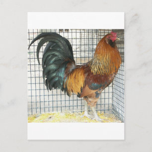 Rooster Postcard