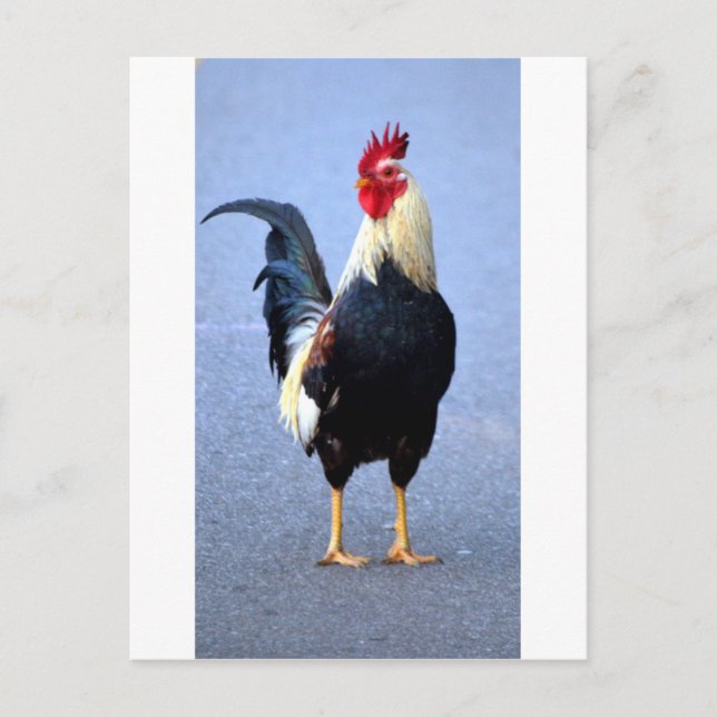 Rooster Postcard (Front)