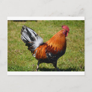 Rooster Postcard