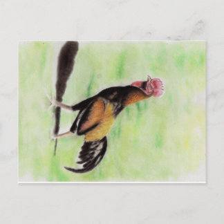 Rooster Postcard