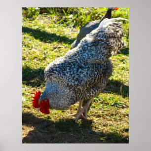 Rooster Poster