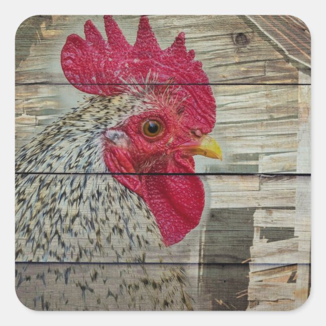 Rooster Rustic Chicken Coop Barn Board Square Sticker (Front)