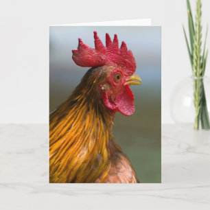 Rooster Says Hi Card