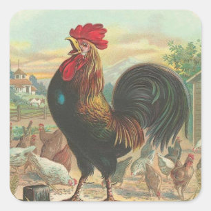 Rooster Square Sticker