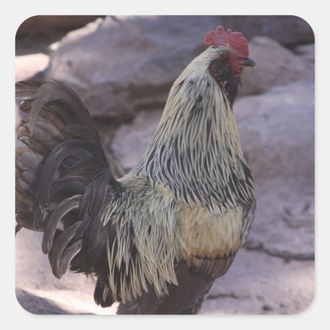 Rooster Stickers (Front)
