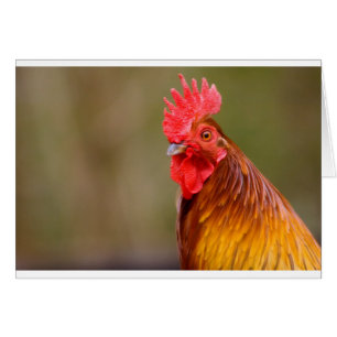 Rooster with Red Comb Head