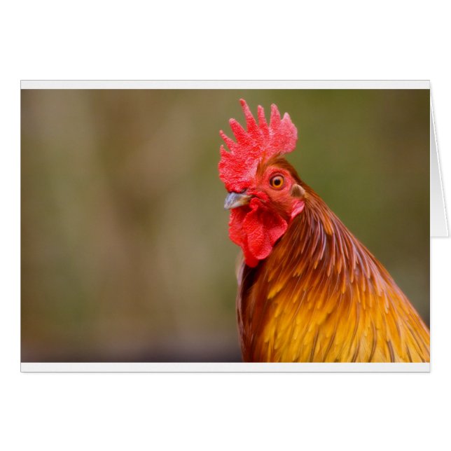 Rooster with Red Comb Head (Front Horizontal)