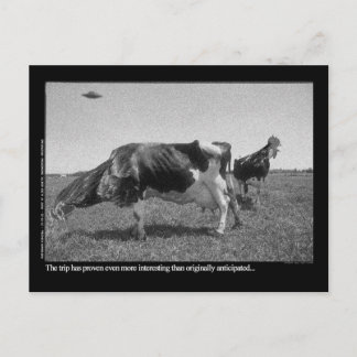 Roostercows Postcard