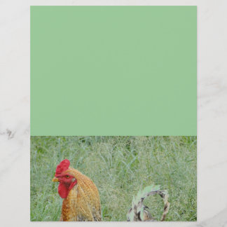 Roosters animal farm colourful chicken