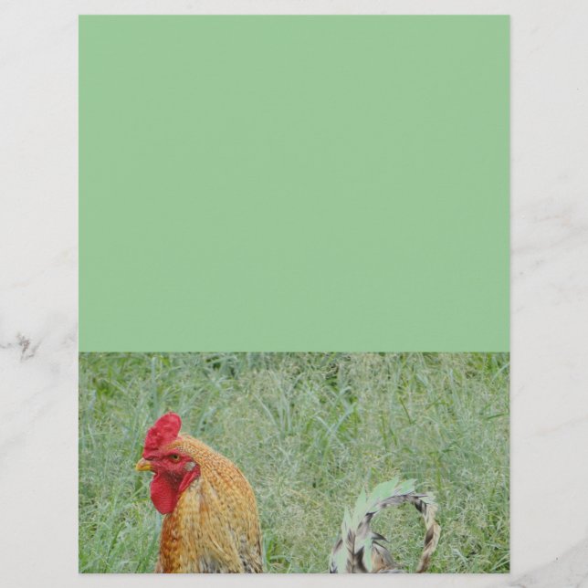 Roosters animal farm colourful chicken (Front)