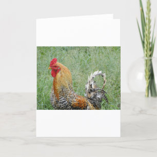Roosters Card