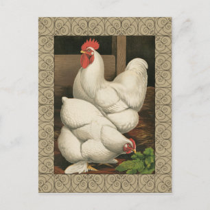 Roosters & Hen outside Hen House with White Border Postcard