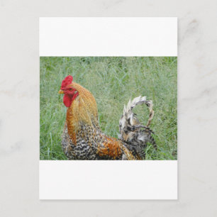 Roosters Postcard