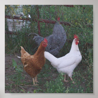 Roosters X 3 Poster
