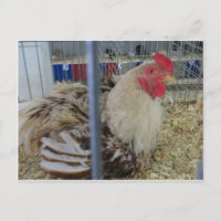 Roosting Hen