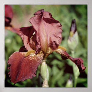 Root Beer Bearded Iris In Sunlight Poster