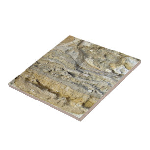 Root fossils in limestone seawall tile