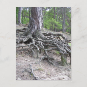 Roots Postcard