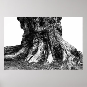 Roots Poster