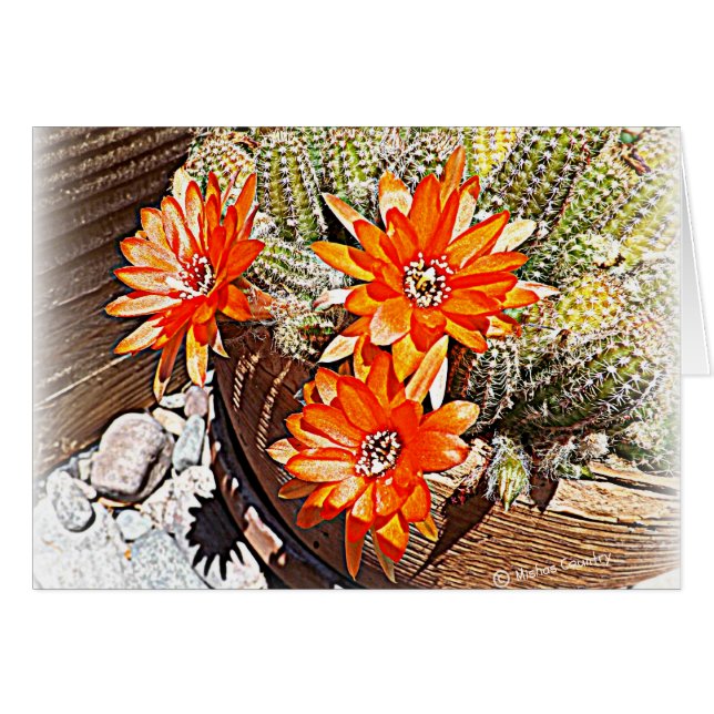 Rope Cactus Blooms (Front Horizontal)