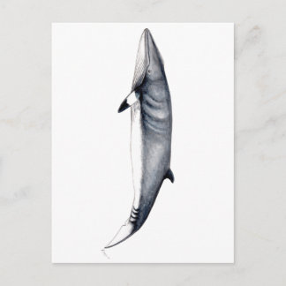Rorcual aliblanco tarjeta postal, Minke whale card
